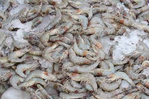 Pacific white Shrimp, White Leg Shrimp, Litopenaeus vannamei