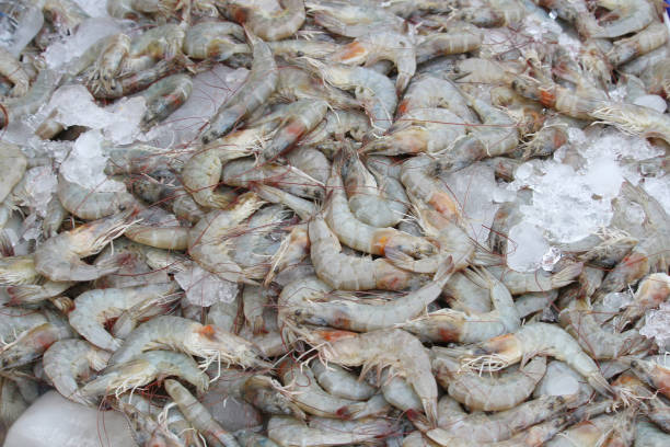 Pacific white Shrimp, White Leg Shrimp, Litopenaeus vannamei Pacific white Shrimp, White Leg Shrimp, Litopenaeus vannamei PRAWNS stock pictures, royalty-free photos & images