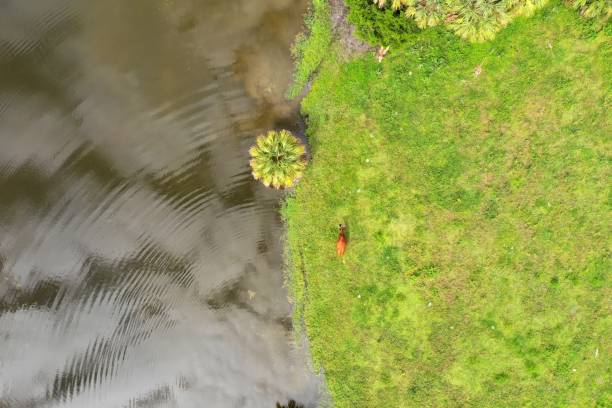 istock Bovine emerging from a pond after going for a swim on a hot summer day 1036799106
