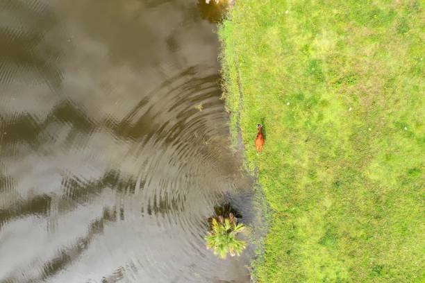 istock Bovine emerging from a pond after going for a swim on a hot summer day 1036799158