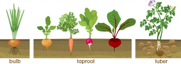 Vector illustration of Three different types of root vegetables growing on vegetable patch. Plants showing root structure below ground level