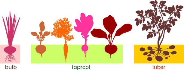 ilustrações de stock, clip art, desenhos animados e ícones de three different types of root vegetables. plants with leaves and root system - radish white background vegetable leaf