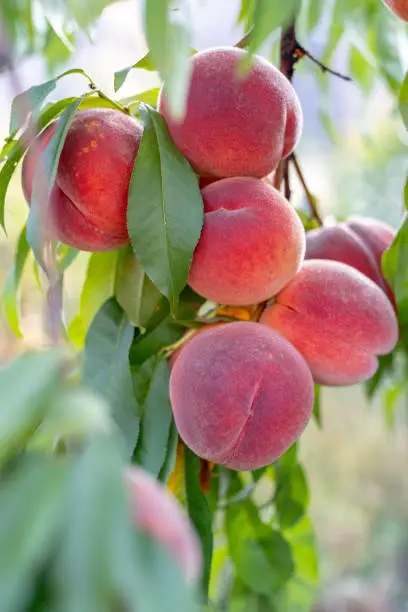 Large harvest concept. Close up vertical photo of juicy, beautiful big peach-tree with green leafs