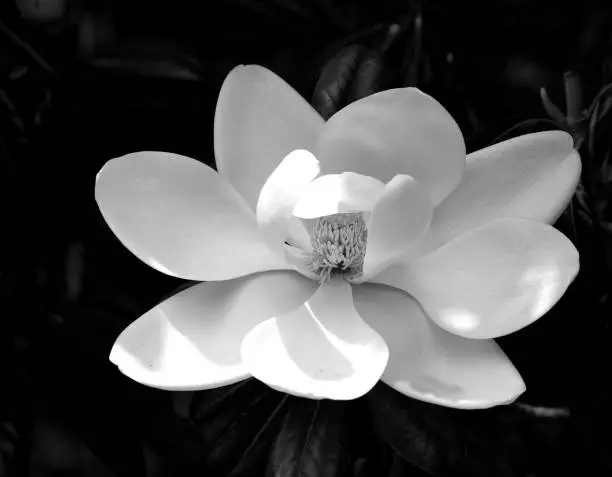 Beautiful white Magnolia flower in black and white