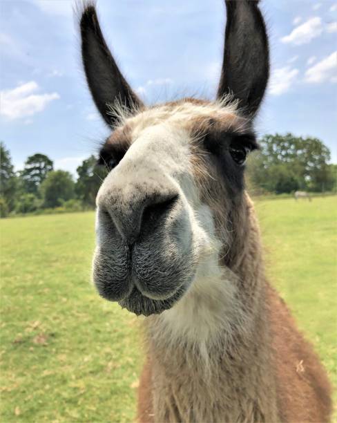 istock close up of a llama face 1036804366