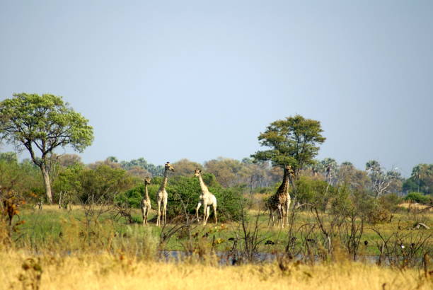 istock Herd of giraffes 1036805120