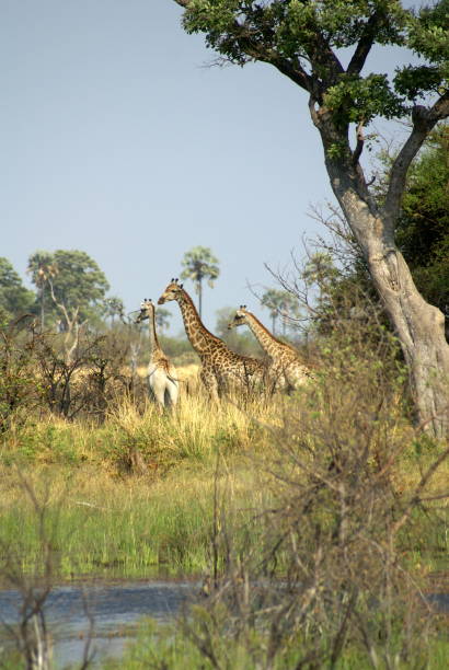 istock Herd of giraffes 1036809700