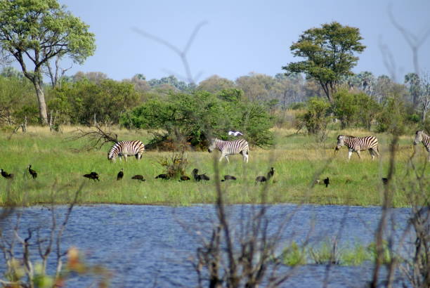 istock Herd of zebras 1036810576