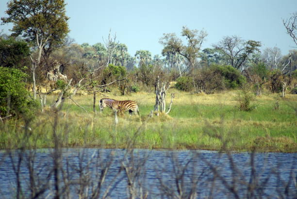 istock Zebra on the bank of a pond 1036813918