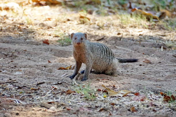 istock Striped mongoose in a campground 1036815344
