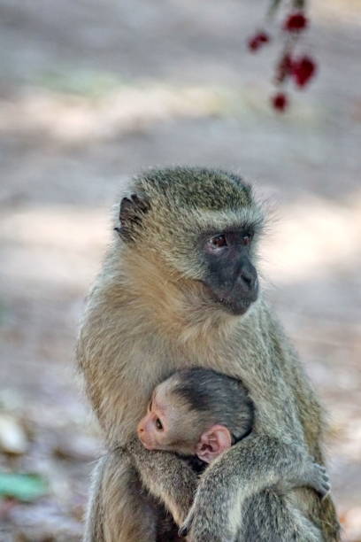 istock Vervet monkey with a baby 1036824852