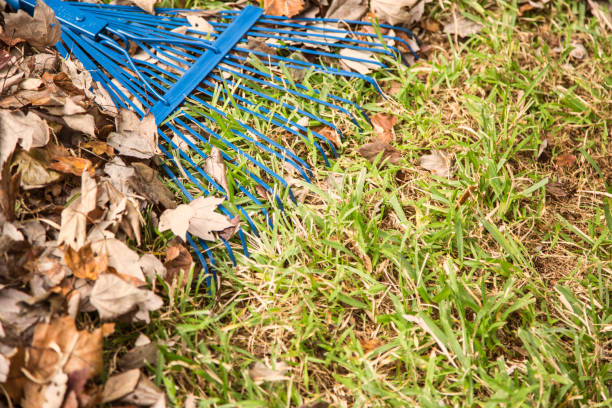 istock Raking autumn leaves in back yard. 1036824922