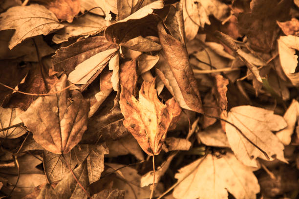 Autumn season is here!  A pile of brown fall leaves.