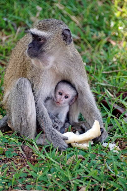 istock Vervet monkey with a nursing baby 1036825350