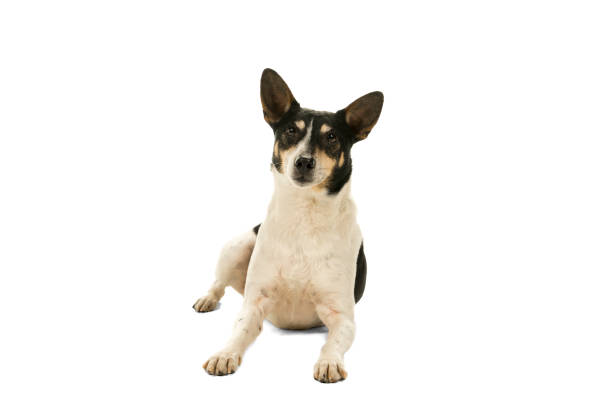 istock Dutch boerenfox terrier dog lying down facing the camera isolated on a white background 1036828760