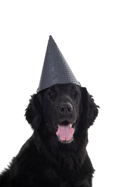 retrato da cabeça de um cão de recuperador flatcoated preto com um chapéu de aniversário isolado em um fundo branco - flatcoated - fotografias e filmes do acervo