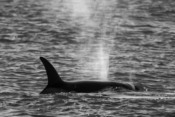 istock Orca, patagonia, Argentina 1036837856