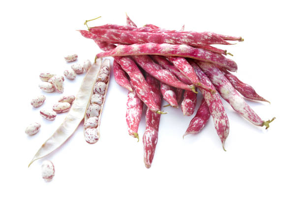 istock pink pods of beans 1036838434