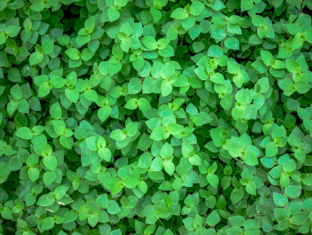 istock Full Frame Shot Of Plants 1036841698
