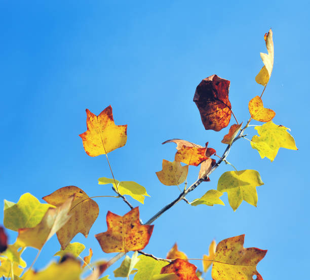 istock maple leaaves in autumn 1036842458