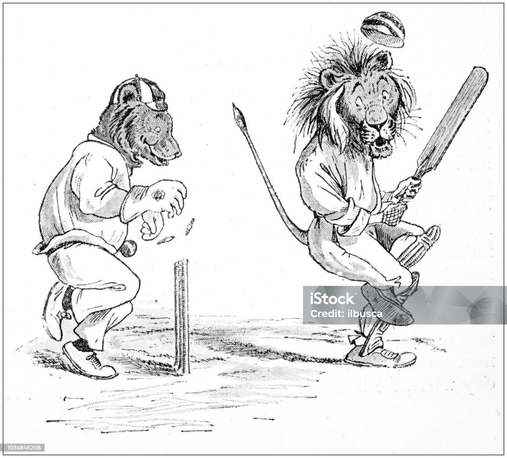 Humanized Animals Illustrations Cricket Bears Vs Lions Stock Illustration -  Download Image Now - iStock