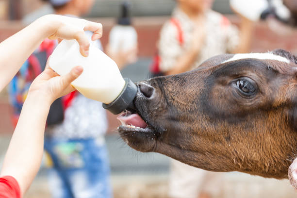 istock Baby cow feeding on milk bottle by hand child 1036850672