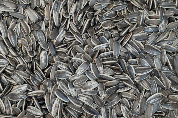 istock Sunflower seeds in hulls salty snack 1036869632