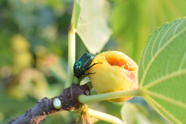 Figeater green scarab beetle feeding on rotten fig fruit.
