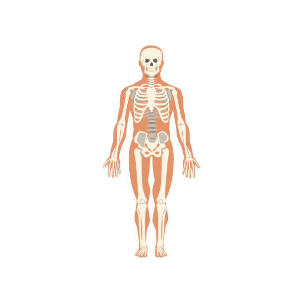 человеческая скелетная система, анатомия вектора человеческого тела иллюстрация на белом фоне - anatomy the human body human bone white background stock illustrations