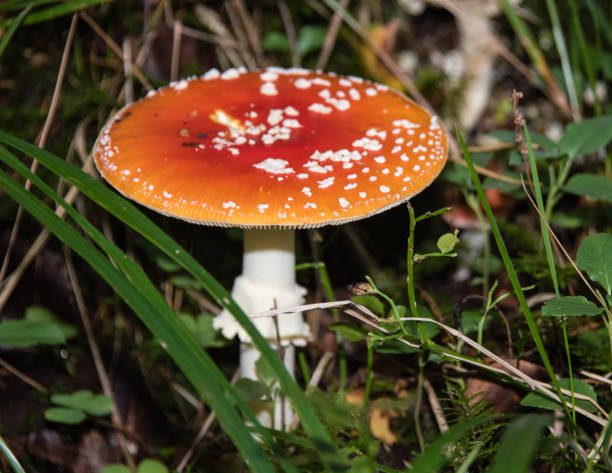 amanita muscaria cogumelo em uma floresta - magic mushroom moss autumn outdoors - fotografias e filmes do acervo