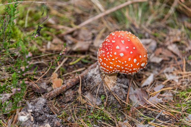 amanita muscaria cogumelo em uma floresta - magic mushroom moss autumn outdoors - fotografias e filmes do acervo