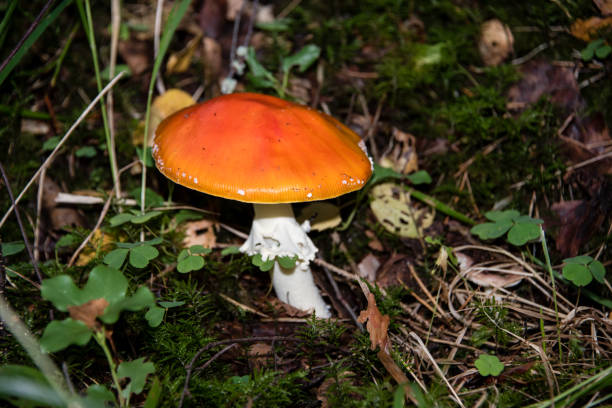 amanita muscaria cogumelo em uma floresta - magic mushroom moss autumn outdoors - fotografias e filmes do acervo