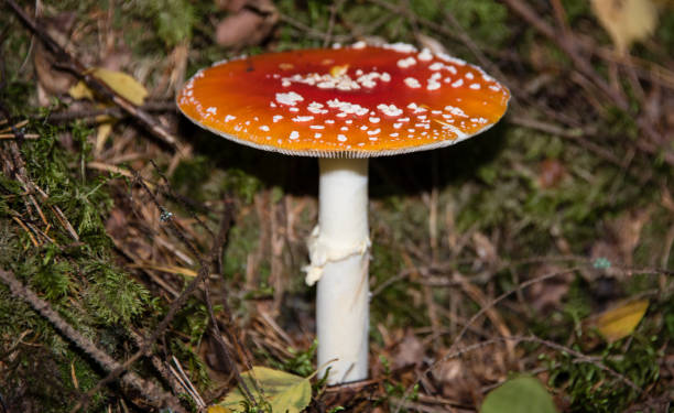 amanita muscaria cogumelo em uma floresta - magic mushroom moss autumn outdoors - fotografias e filmes do acervo