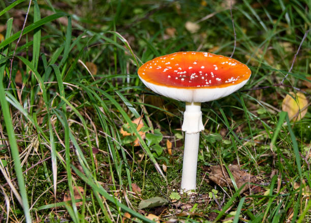 amanita muscaria cogumelo em uma floresta - magic mushroom moss autumn outdoors - fotografias e filmes do acervo