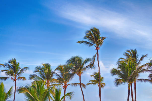 istock Beautiful tropical palm trees against the sky. 1036880398
