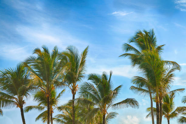 istock Beautiful tropical palm trees against the sky. 1036880430
