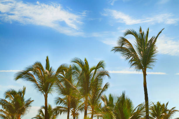 istock Beautiful tropical palm trees against the sky. 1036880450