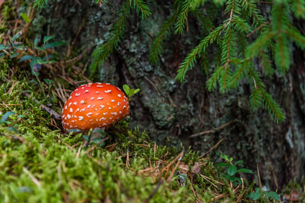 amanita muscaria cogumelo em uma floresta - magic mushroom moss autumn outdoors - fotografias e filmes do acervo