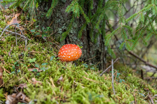 amanita muscaria cogumelo em uma floresta - magic mushroom moss autumn outdoors - fotografias e filmes do acervo