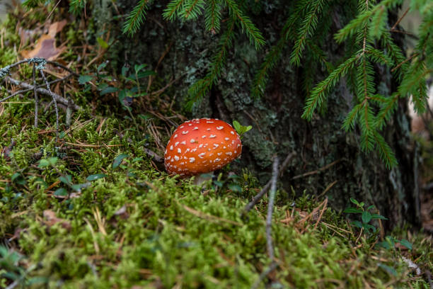 amanita muscaria cogumelo em uma floresta - magic mushroom moss autumn outdoors - fotografias e filmes do acervo