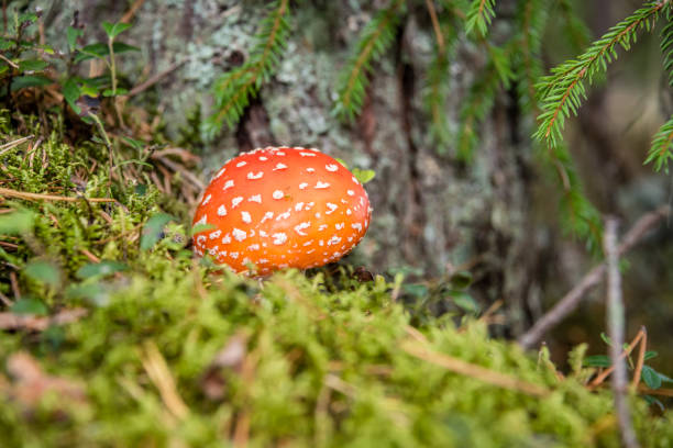 amanita muscaria cogumelo em uma floresta - magic mushroom moss autumn outdoors - fotografias e filmes do acervo