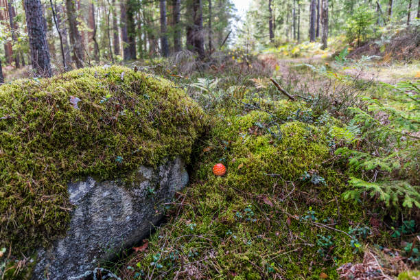 amanita muscaria cogumelo em uma floresta - magic mushroom moss autumn outdoors - fotografias e filmes do acervo