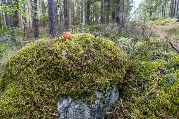 amanita muscaria cogumelo em uma floresta - magic mushroom moss autumn outdoors - fotografias e filmes do acervo