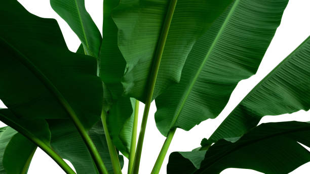 istock Green tropical banana leaves tree isolated on white background 1036887150