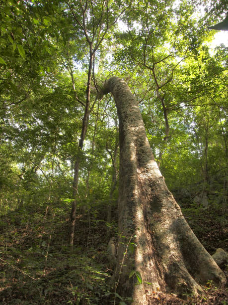 istock big tree of the forest 1036890988