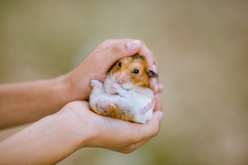 Image of Djungarian hamster holding sunflower seeds