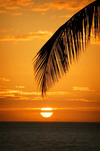 A bright orange sky with a the large sun setting over the ocean in Honolulu, Hawaii with a silhouette of a large palm branch in the front.