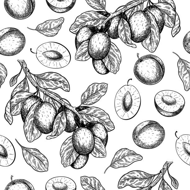 illustrazioni stock, clip art, cartoni animati e icone di tendenza di modello vettoriale senza soluzione di continuità di rami di prugna. disegnato a mano. frutta naturale succosa incisa. siero idratante, assistenza sanitaria. buono per cosmetici, medicina, trattamento, design di pacchetti, cura della pelle. - plum