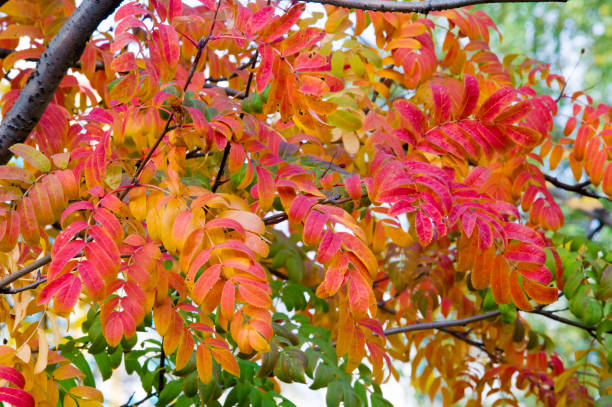 istock Texture, background, pattern. Red yellow green autumn leaves on a tree. Rowan 1036896516