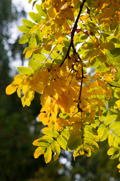 istock Texture, background, pattern. Autumn leaves of mountain ash, yellow red ruby. A small deciduous tree of the rose family, with compound leaves, white flowers, and red berries. 1036896822